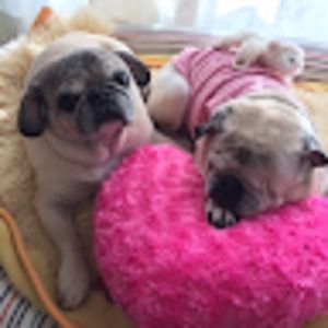 Meet your Posher, Abbie